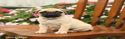 Pug dogs for sale: Spice - Ad 4