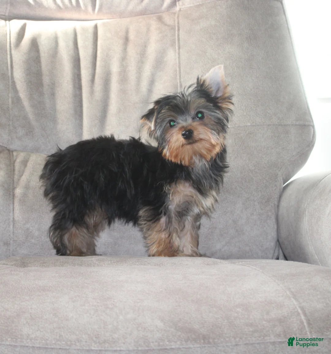 Yorkshire Terrier dogs for sale: Benji - Ad 5