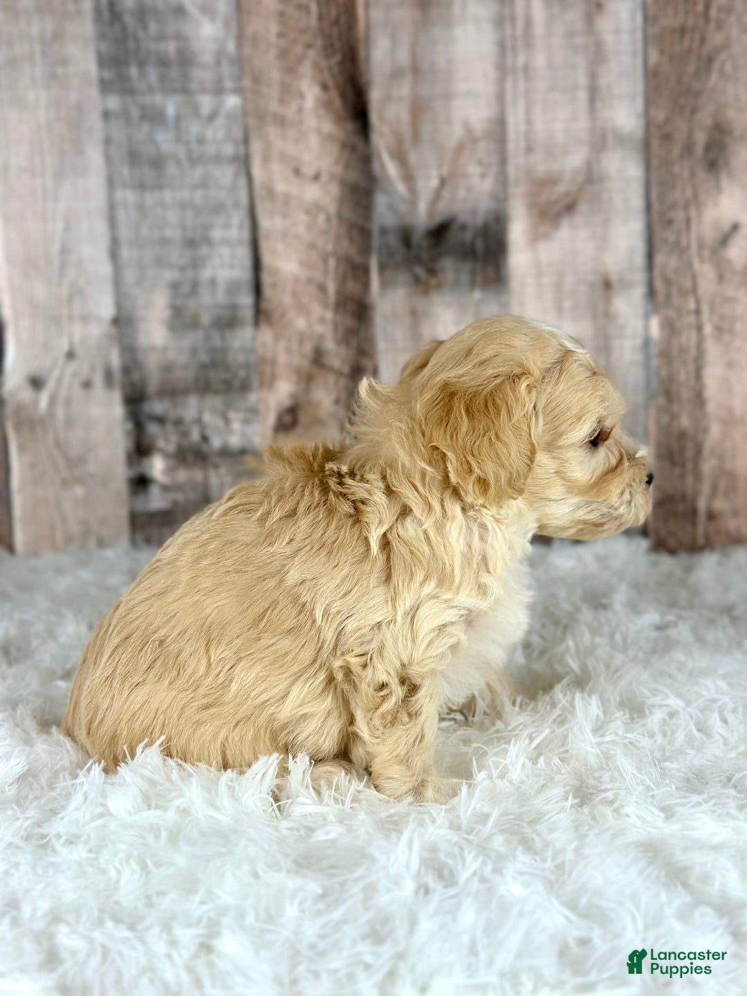 Maltipoo dogs for sale: Boy Noah - 0008 - Ad 2