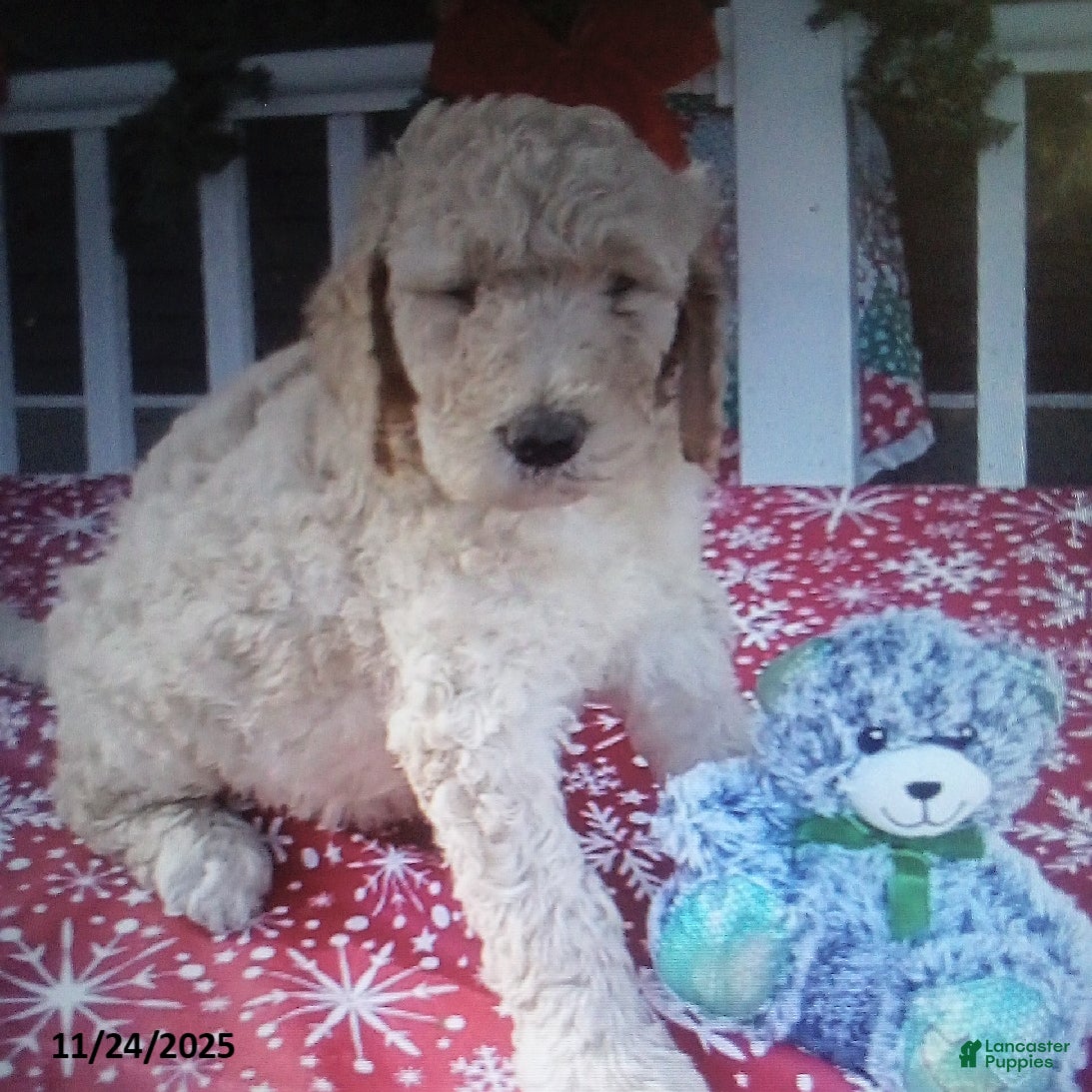 Goldendoodle dogs Roxy - Ad 41