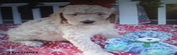 Goldendoodle dogs for sale: Roxy - Ad 3