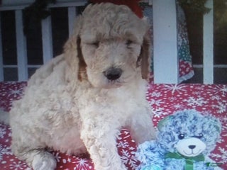 Goldendoodle dogs Roxy - Ad 29