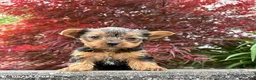 Yorkshire Terrier dogs for sale: Jinger - Ad 1