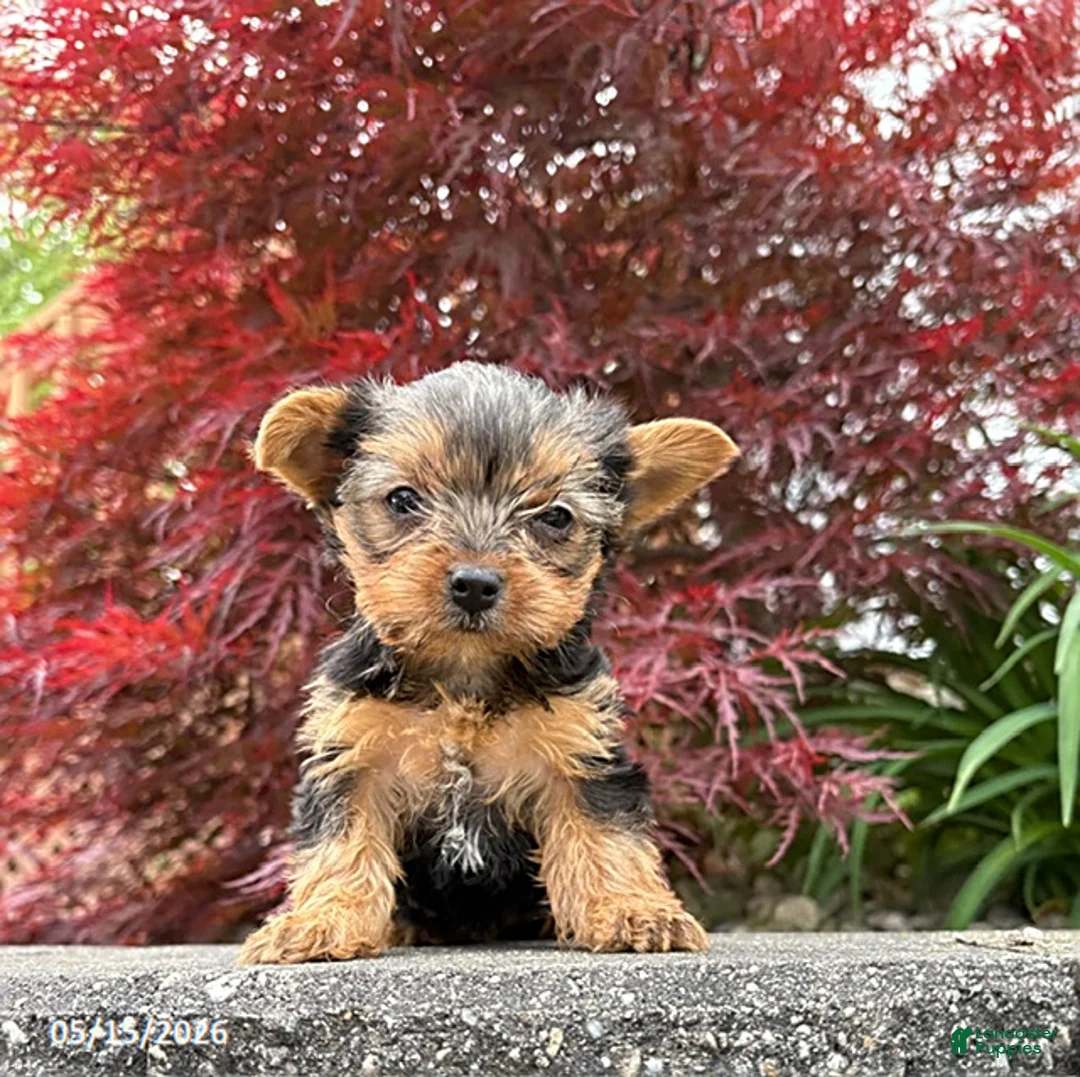 Yorkshire Terrier dogs for sale: Jinger - Ad 1