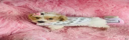 Toy Poodle dogs for sale: Toy Poodle Puppy 1 - Ad 2
