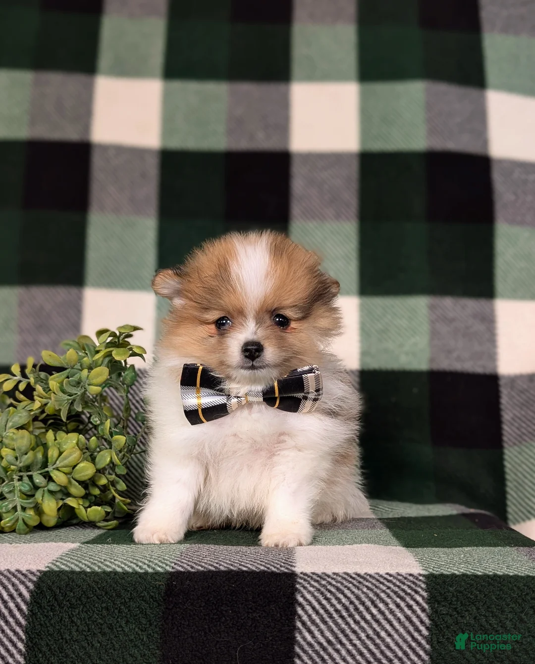 Pomeranian dogs for sale: Miles - Ad 1