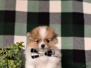 Pomeranian dogs for sale: Miles - Ad 3