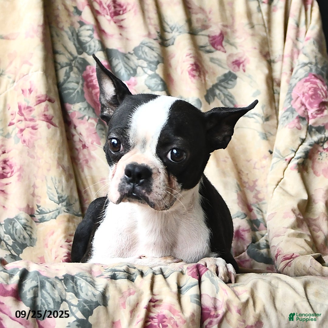 Boston Terrier dogs for sale: Murphy - Ad 10