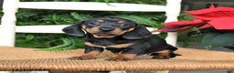 Miniature Dachshund dogs for sale: Dancer - Ad 2
