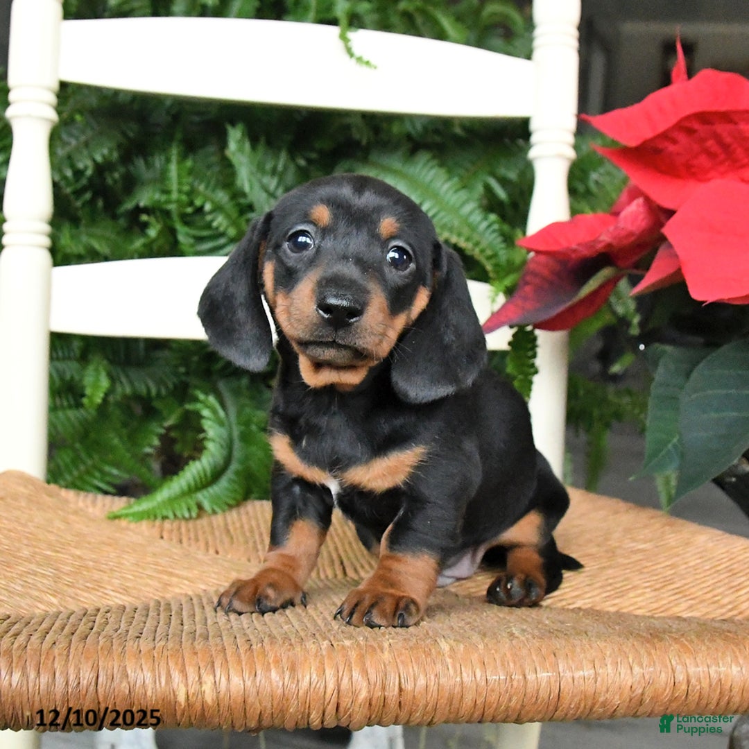 Miniature Dachshund dogs for sale: Dancer - Ad 2