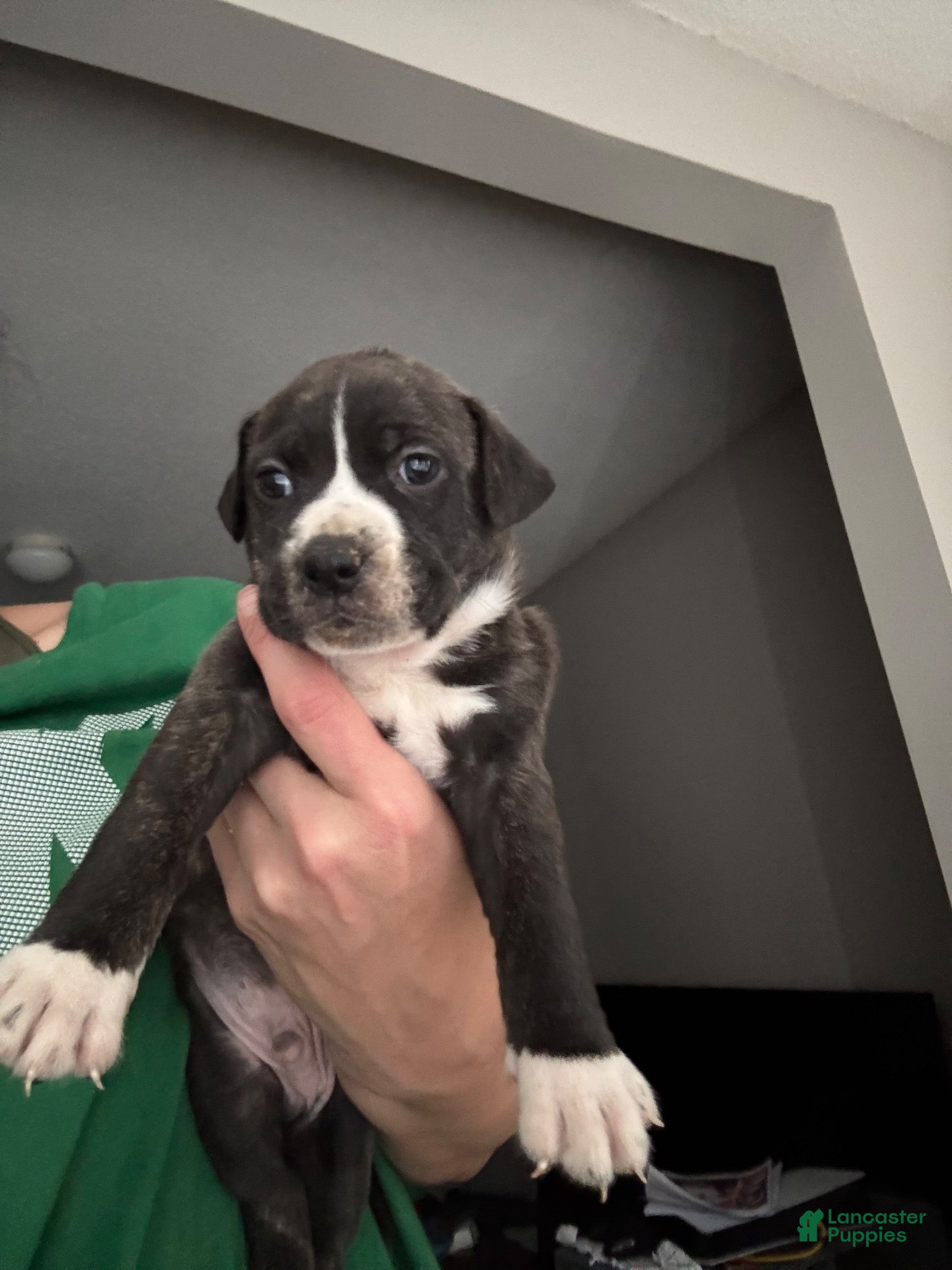 Mixed Breed dogs for sale: Mixed Breed 8 - Ad 28