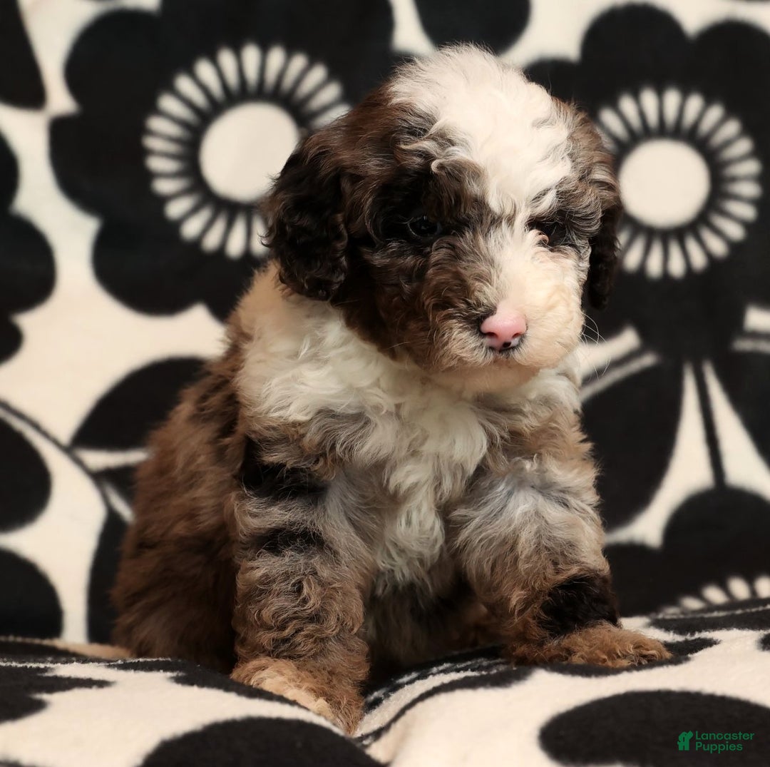 Miniature Poodle dogs for sale: Jasper - Ad 7