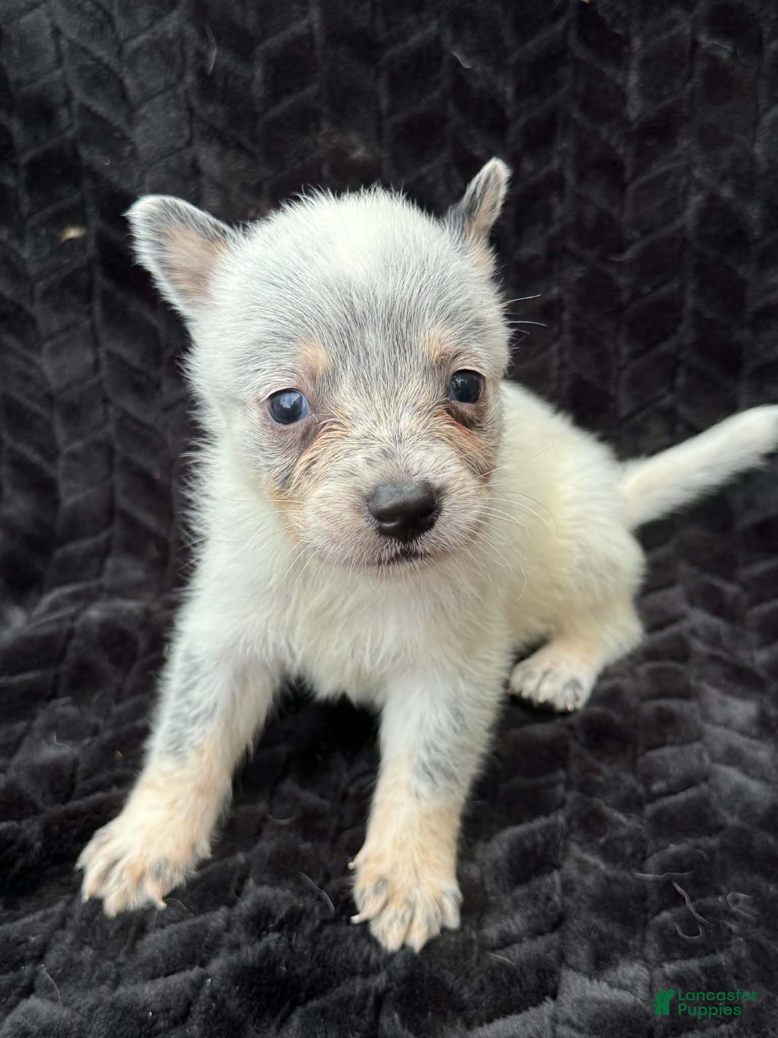 Australian Cattle Dog dogs Australian Cattle Dog (Plain Face) - Ad 9