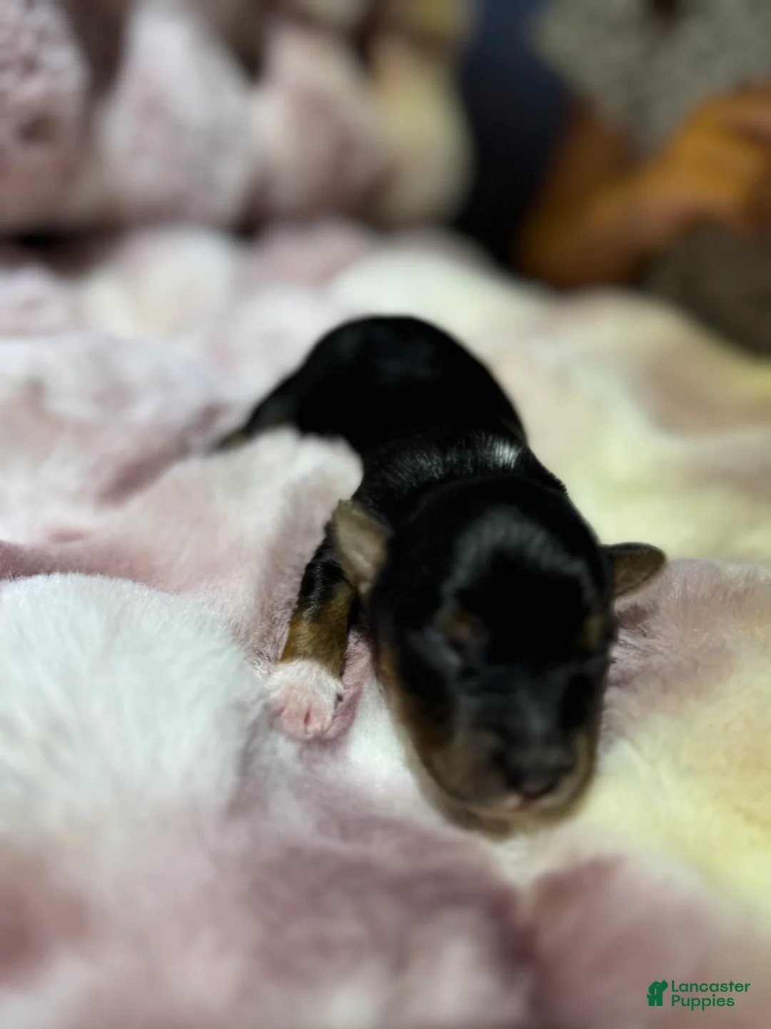Mixed Breed dogs for sale: Mixed Breed 4 - Ad 2