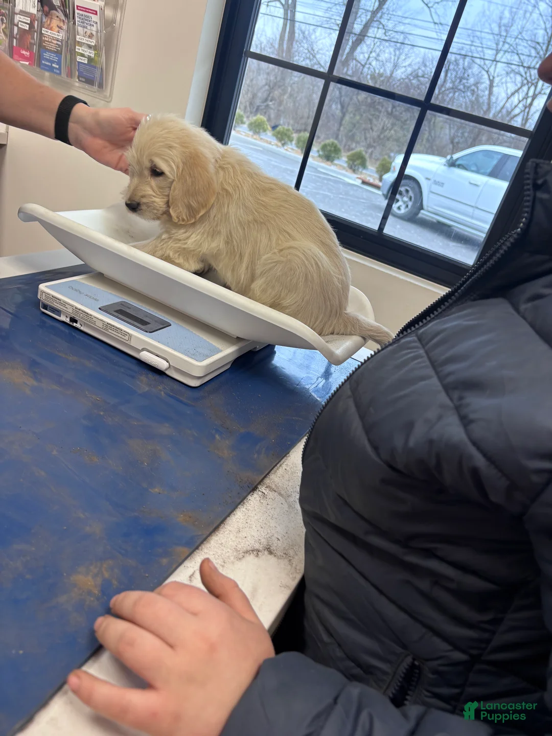 Labradoodle dogs for sale: Labradoodle Puppy 6 - Ad 9