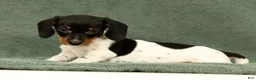 Miniature Dachshund dogs for sale: Reed - Ad 5