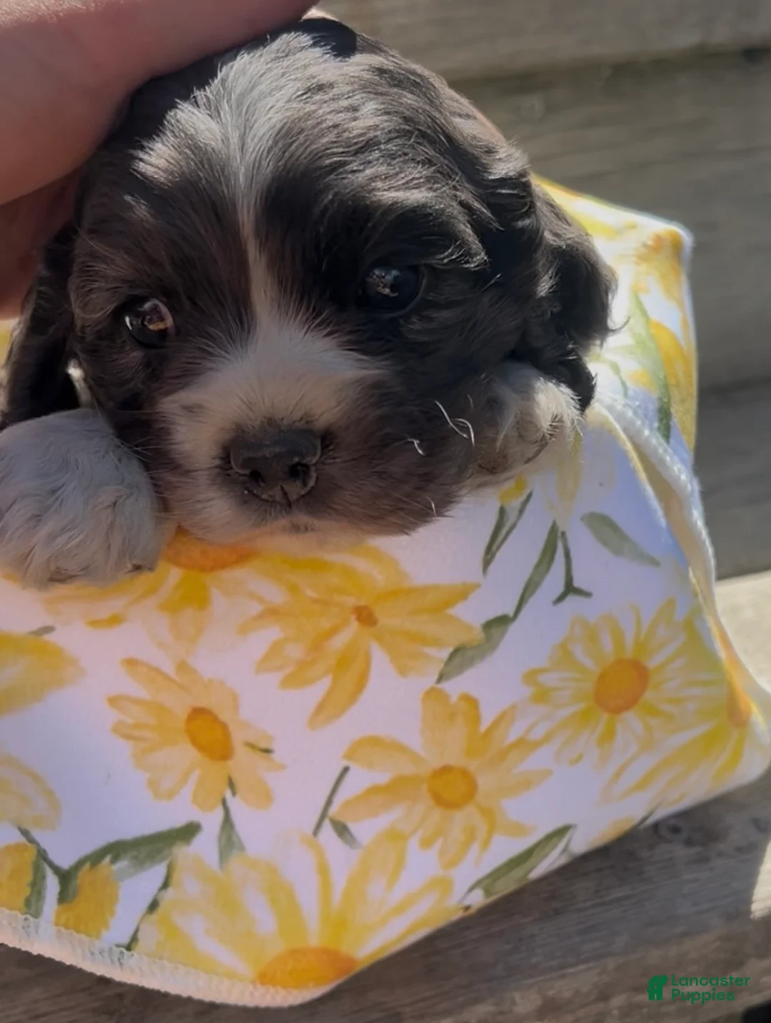 Cocker Spaniel dogs for sale: Asher - Ad 7
