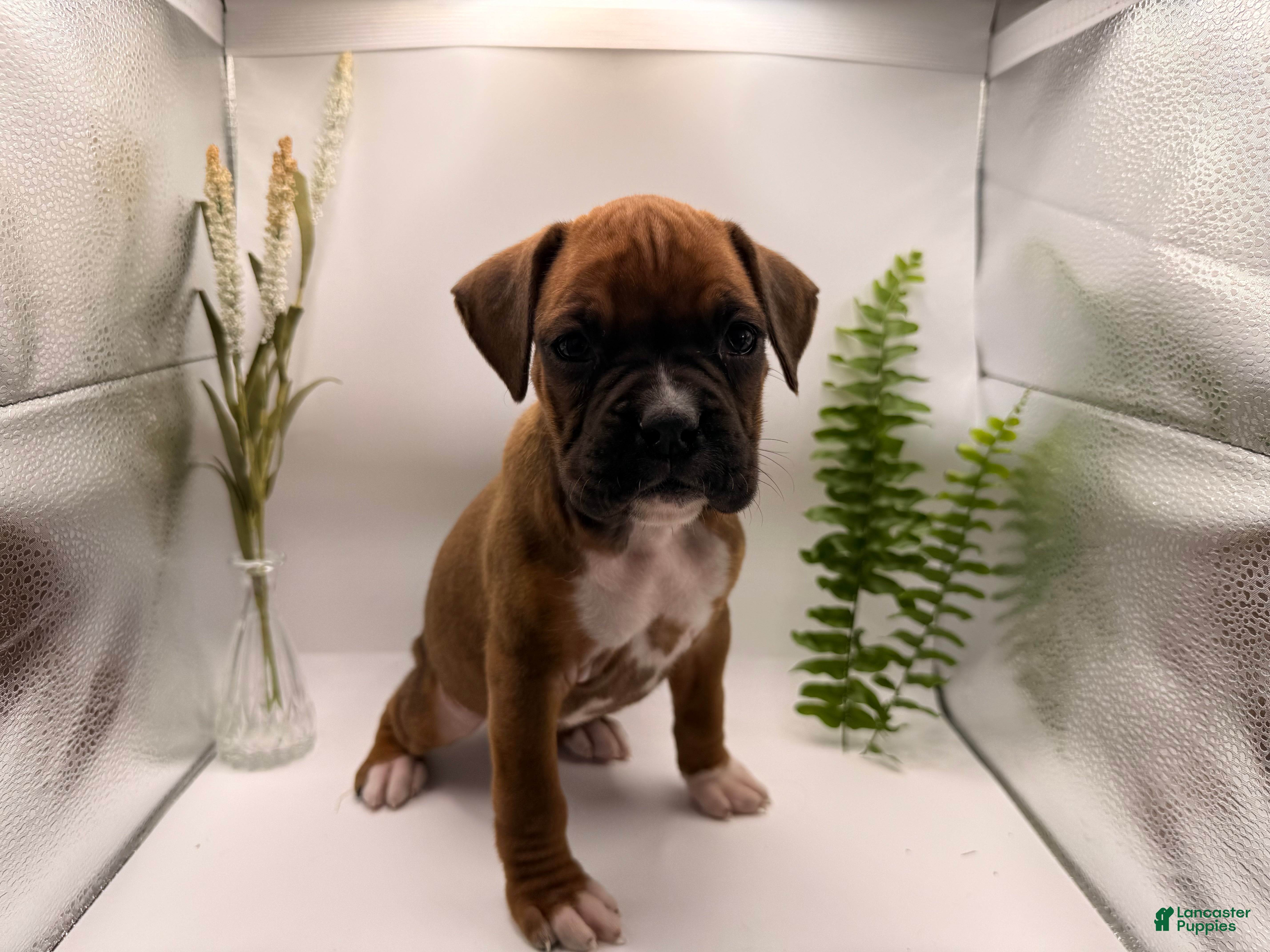 Boxer dogs Cutie - Ad 23