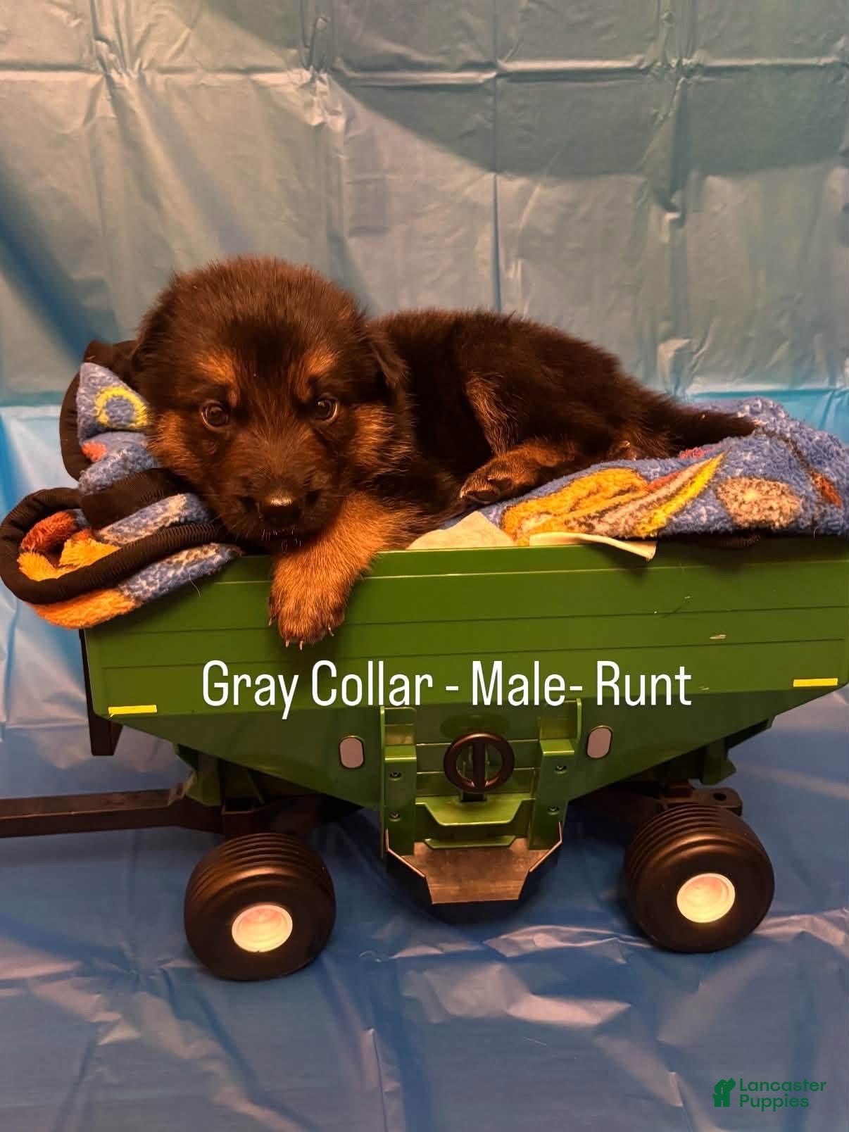 German Shepherd dogs Gray collar (male) - Ad 1