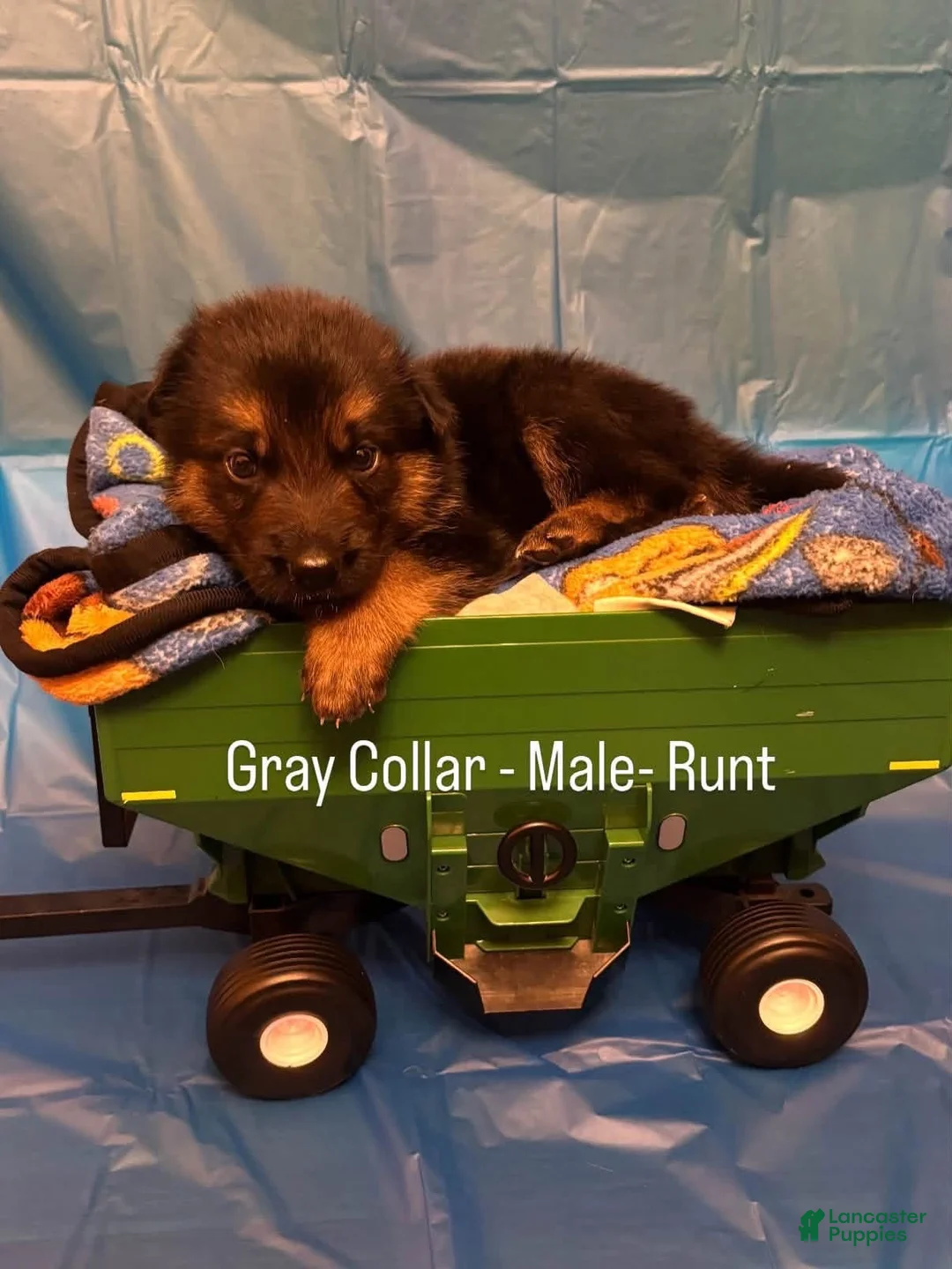 German Shepherd dogs for sale: Gray collar (male) - Ad 1