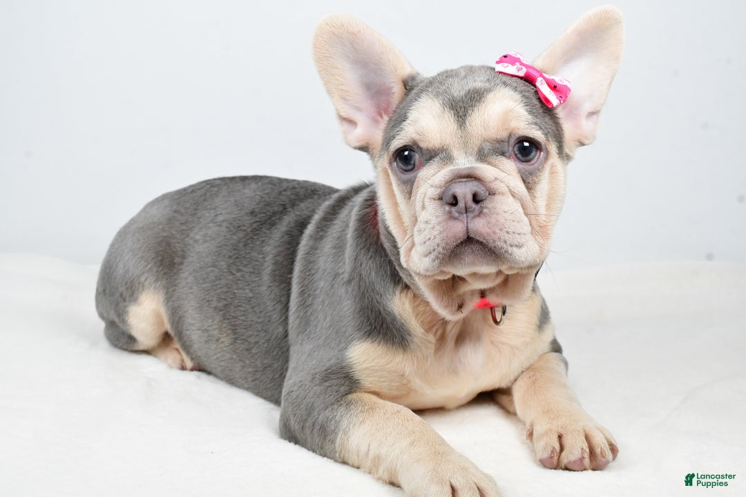 French Bulldog dogs for sale: Cupcake  - Ad 1