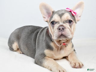 French Bulldog dogs Cupcake - Ad 3