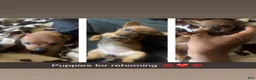 Mixed Breed dogs for sale: Mixed Breed 1 - Ad 2