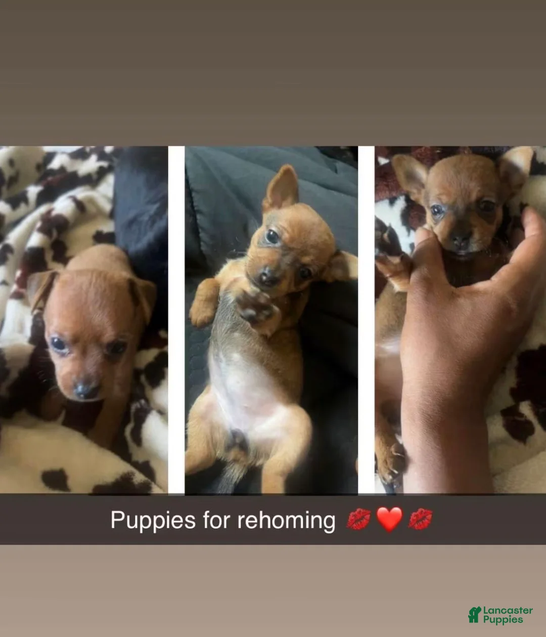 Mixed Breed dogs for sale: Mixed Breed 1 - Ad 2
