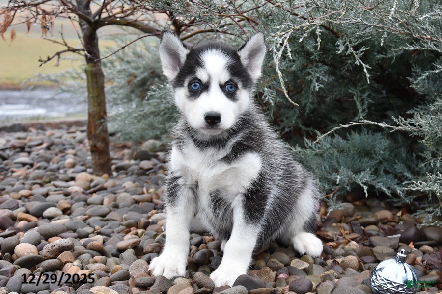 Siberian Husky dogs Fisher - Ad 13