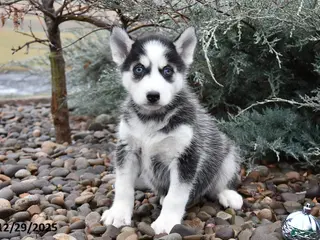 Siberian Husky dogs Fisher - Ad 35