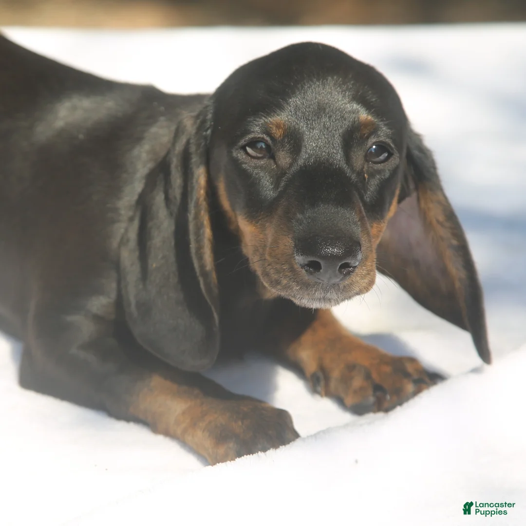 Dachshund dogs for sale: Black and Tan Brindle Smooth Female  - Ad 1