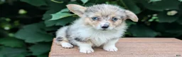 Welsh Corgi Pembroke dogs for sale: Jill - Ad 6