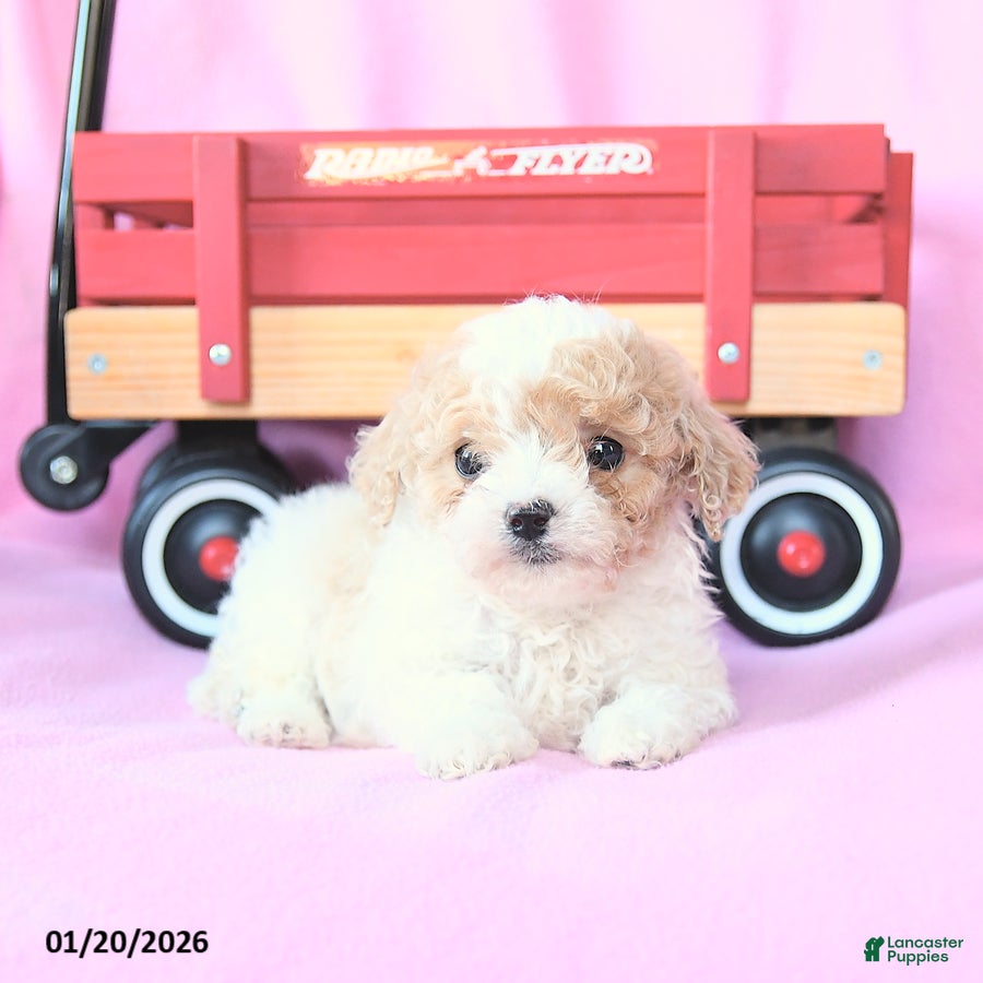 Toy Poodle dogs Owen - Ad 2