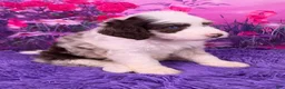 Mini Sheepadoodle dogs for sale: Snickers - Ad 2