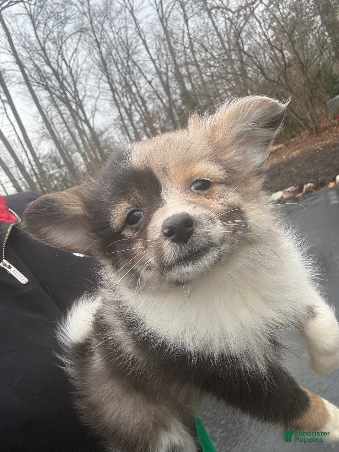 Pomeranian dogs for sale: Pomeranian Puppy 2 - Ad 2