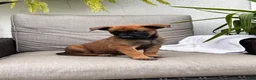 Belgian Malinois dogs for sale: Bambi - Ad 3