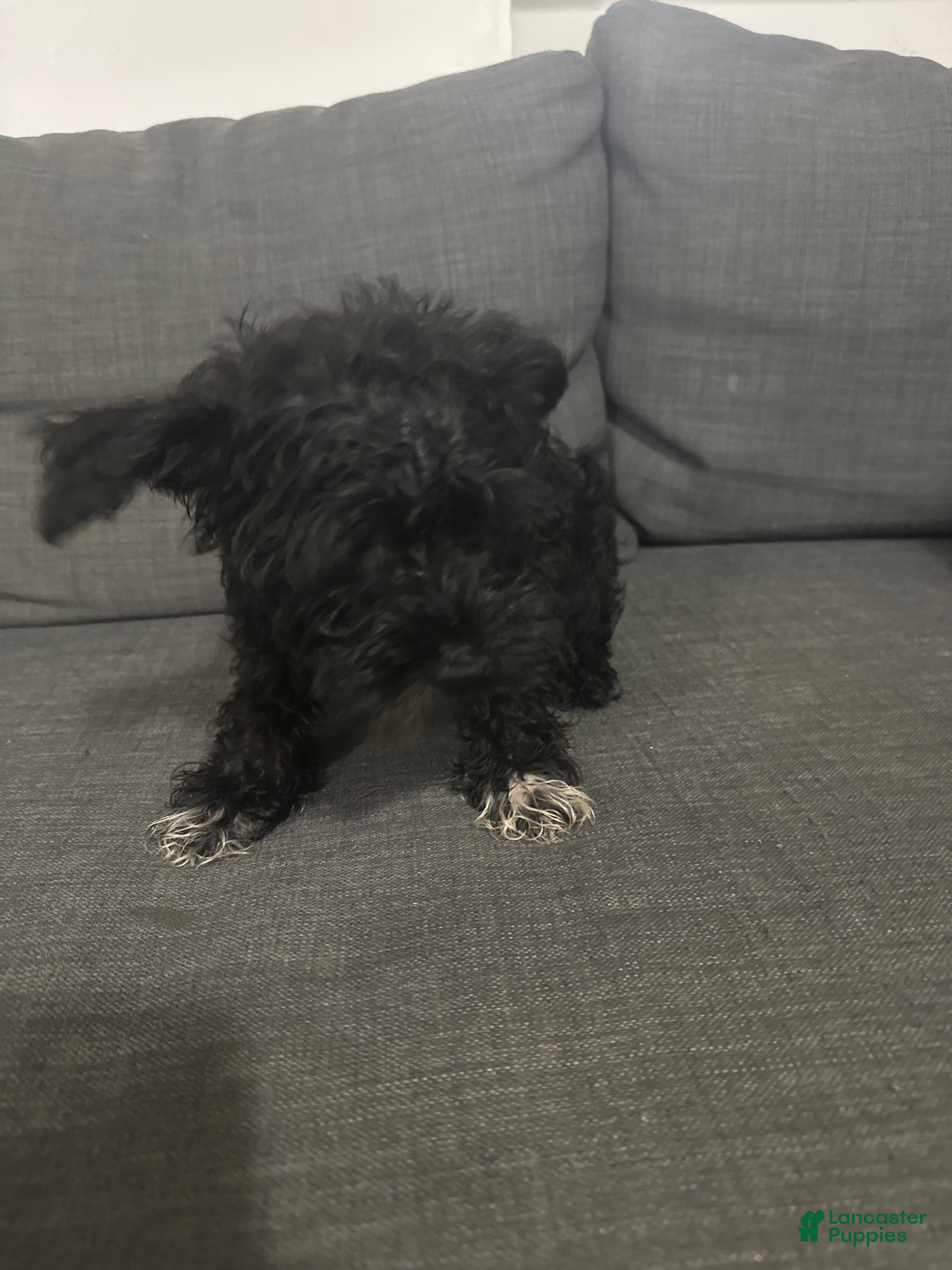 Schnoodle dogs for sale: Mini Schnauzer 1 - Ad 7