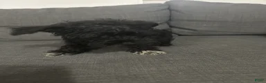 Mini Schnauzer 1
