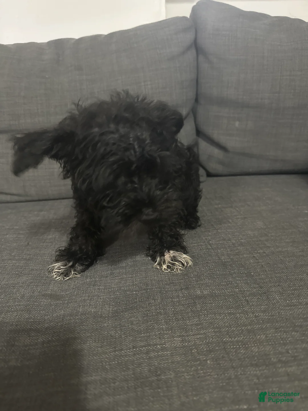Schnoodle dogs for sale: Mini Schnauzer 1 - Ad 1