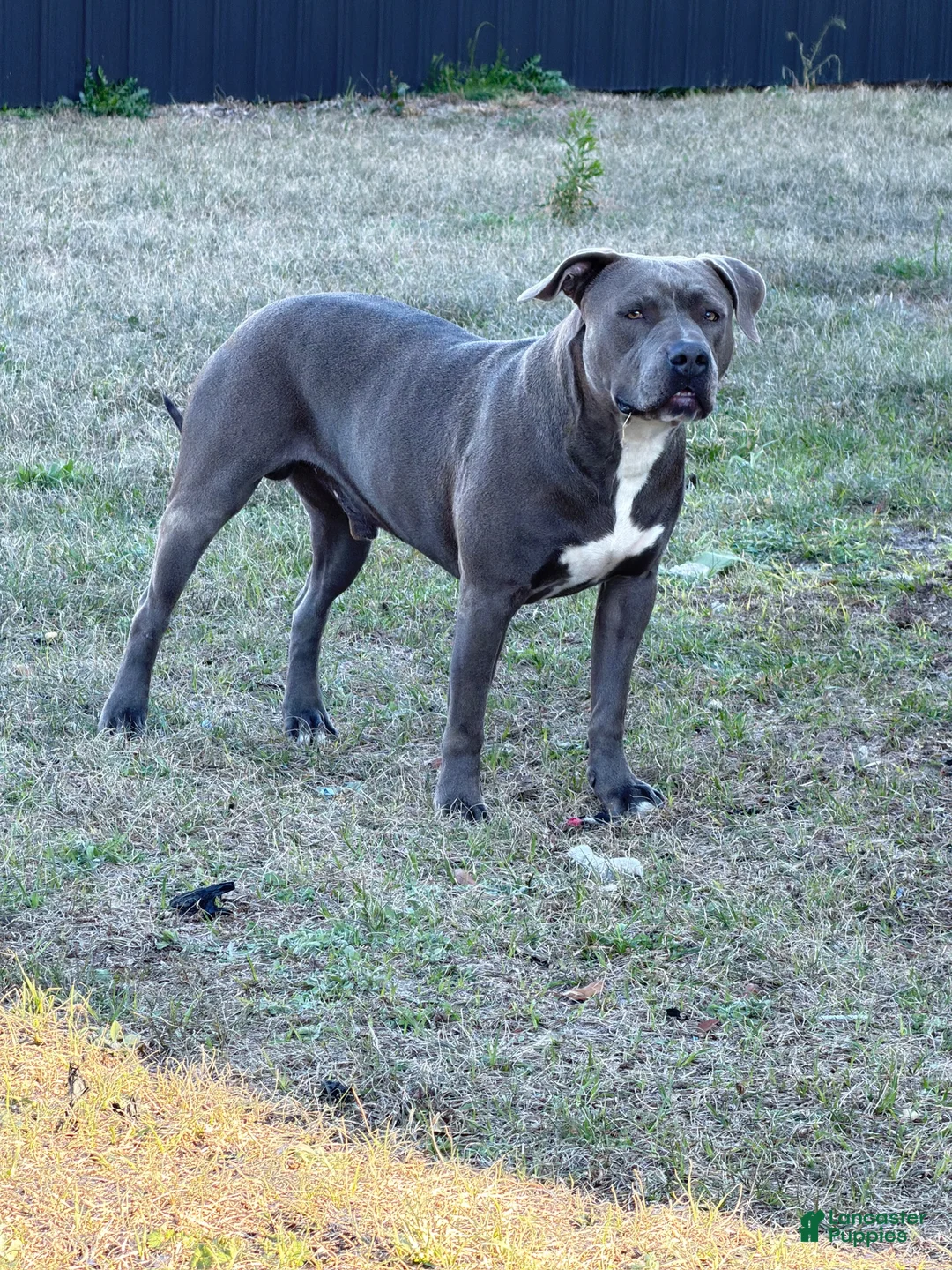 Mixed Breed dogs for sale: Blue collar - Ad 4