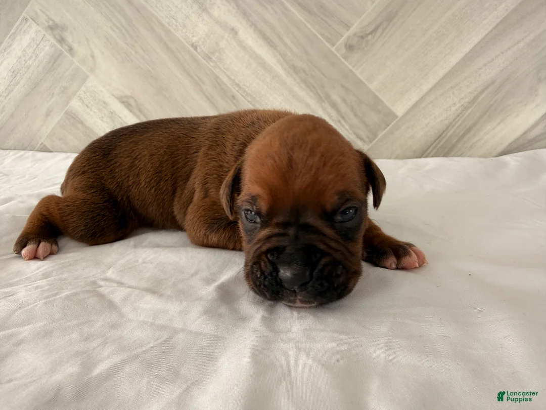 Boxer dogs for sale: Coco - Ad 2