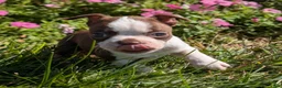 Boston Terrier dogs for sale: Apple - Ad 6