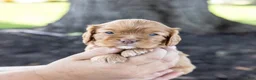 Cavalier King Charles Spaniel dogs for sale: Cinnamon - Ad 5
