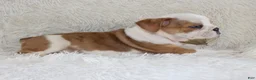 English Bulldog dogs for sale: Henry - Ad 9