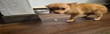 Pomchi 2