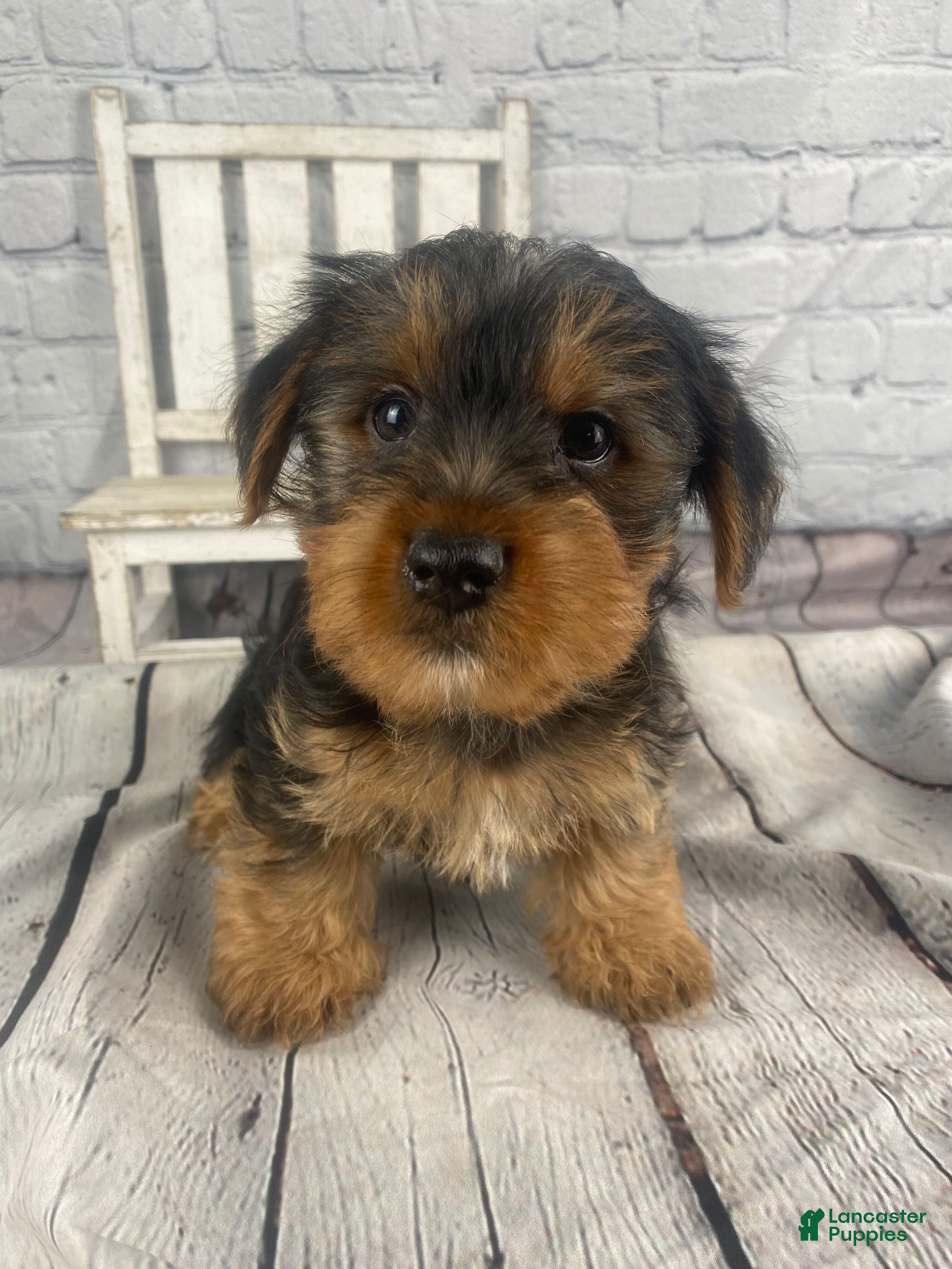 Yorkshire Terrier dogs Andy - Ad 1