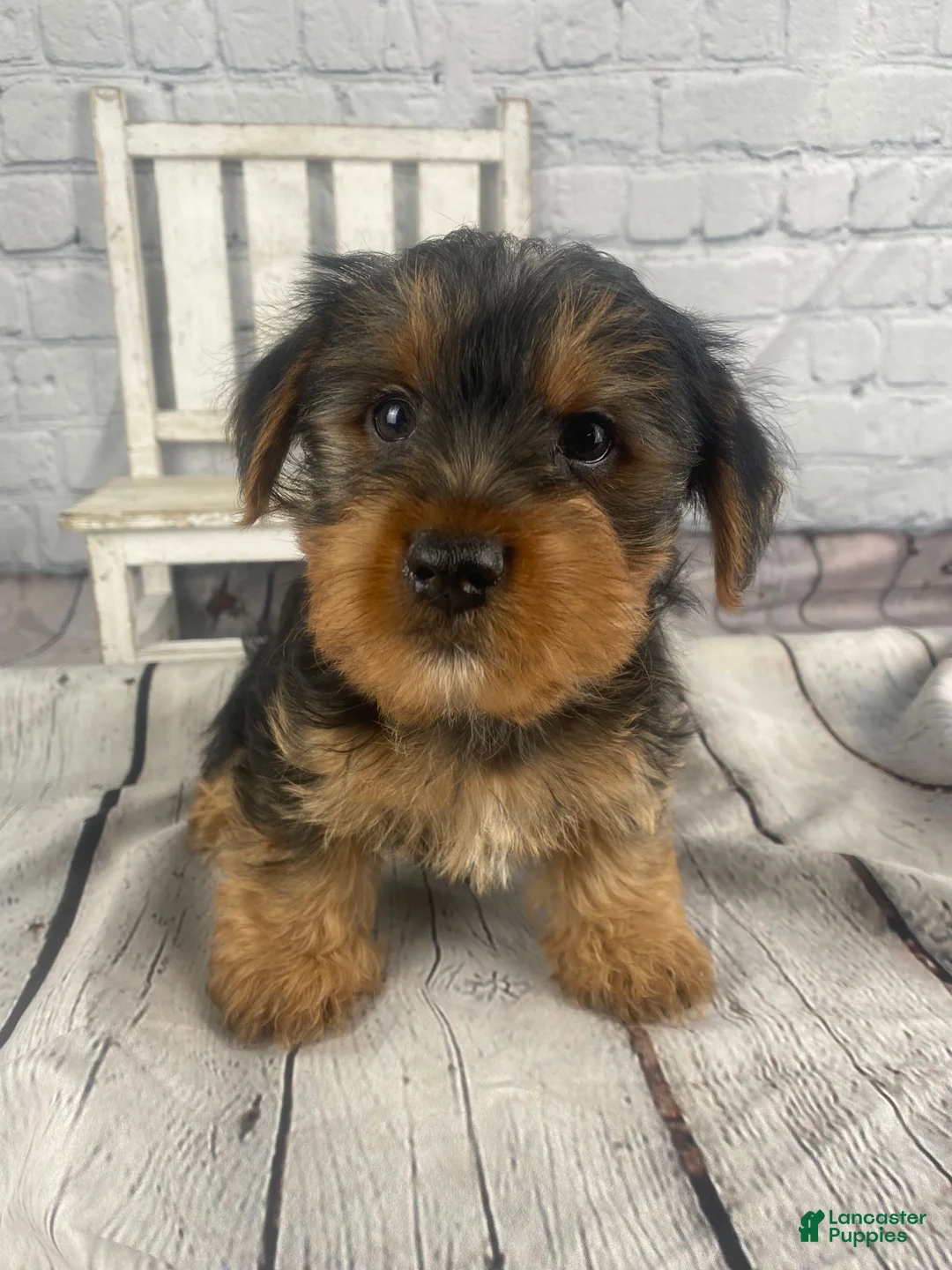 Yorkshire Terrier dogs for sale: Andy - Ad 1