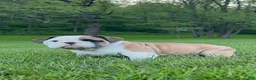English Bulldog dogs for sale: Zaxton - Ad 6