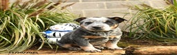 Australian Cattle Dog dogs for sale: Hardy - Ad 2