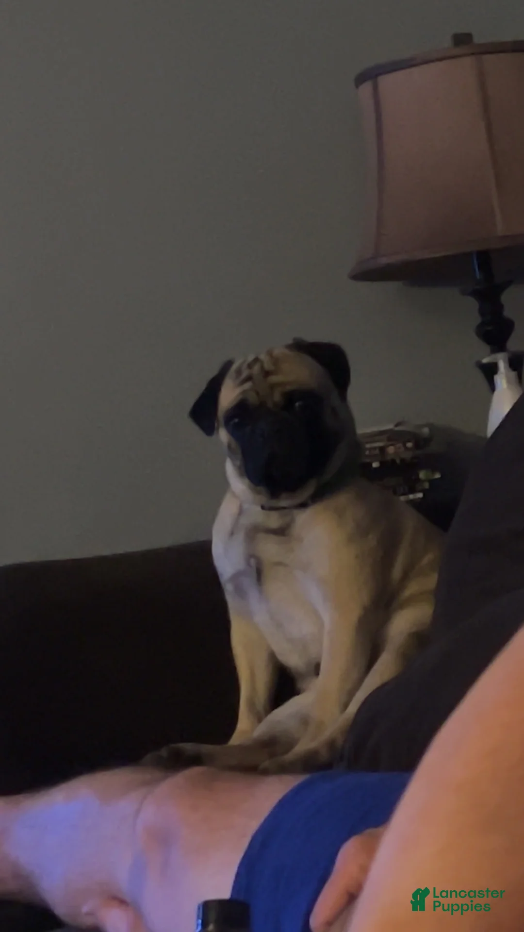 Pug dogs for stud: Rocky the Stud - Ad 1
